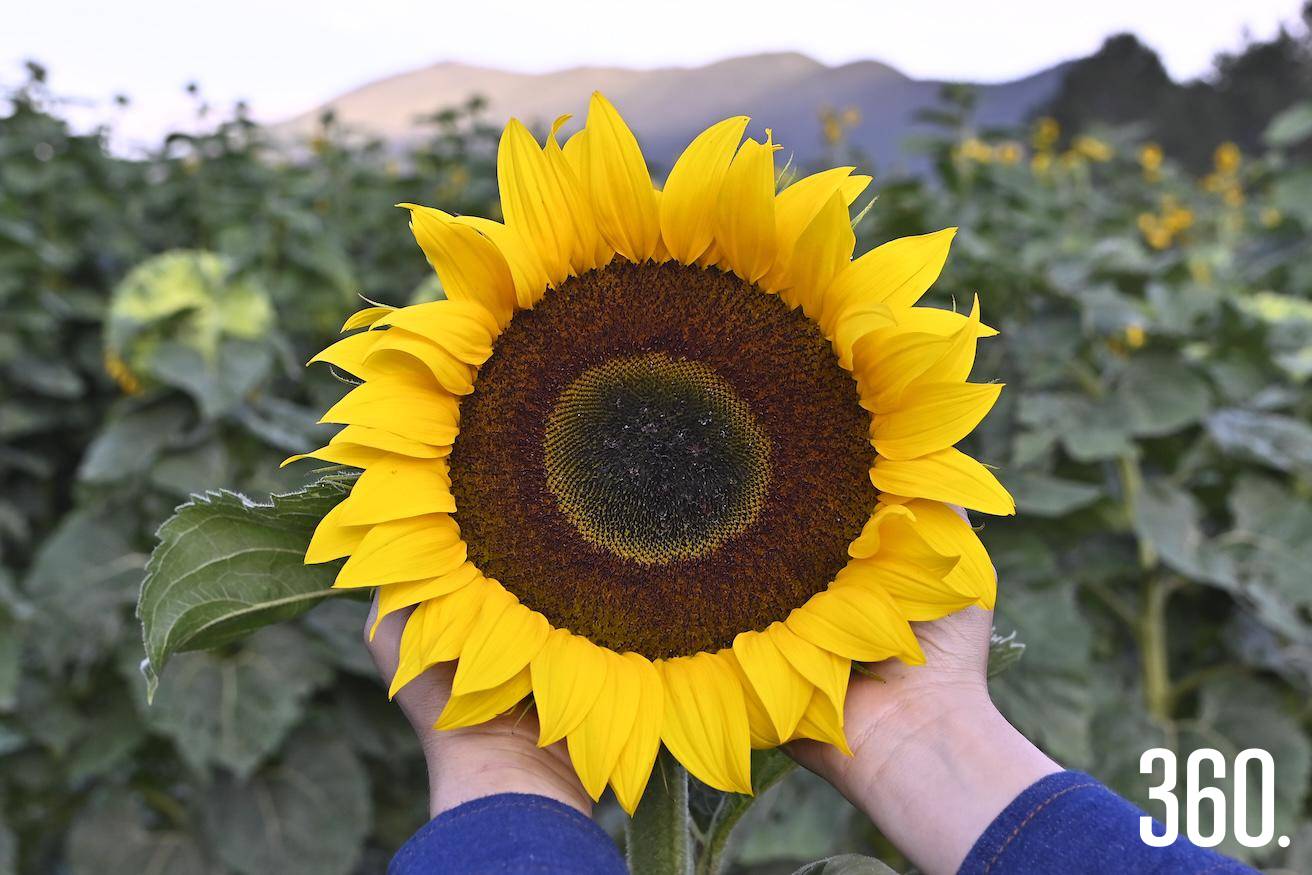 El girasol, símbolo de resistencia y esperanza, florece en la Sierra como testigo del esfuerzo y la unión familiar. $!El girasol, símbolo de resistencia y esperanza, florece en la Sierra como testigo del esfuerzo y la unión familiar.