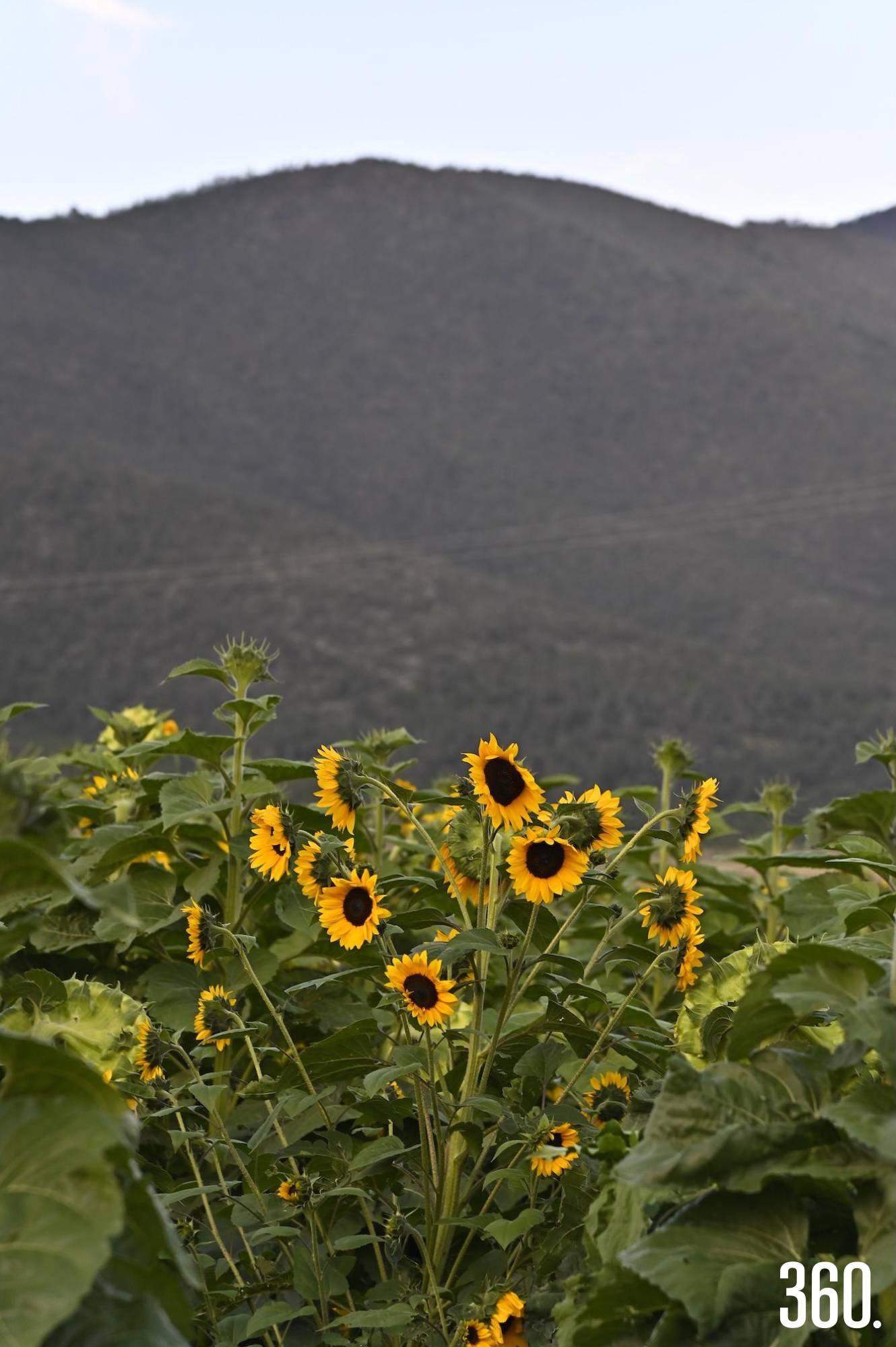 Un mar de girasoles recibe a los visitantes en la Sierra de Arteaga. $!Un mar de girasoles recibe a los visitantes en la Sierra de Arteaga.