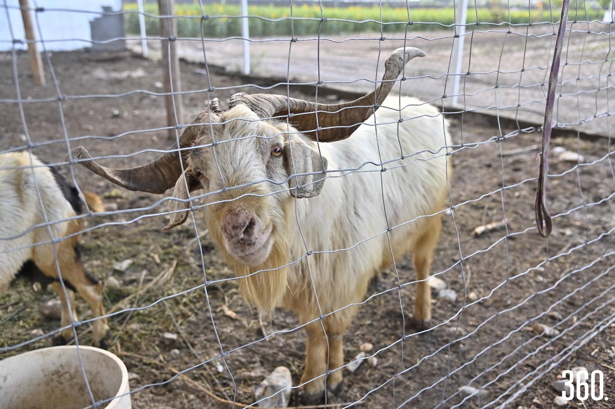 Niños y adultos disfrutan del contacto con animales y la naturaleza. $!Niños y adultos disfrutan del contacto con animales y la naturaleza.