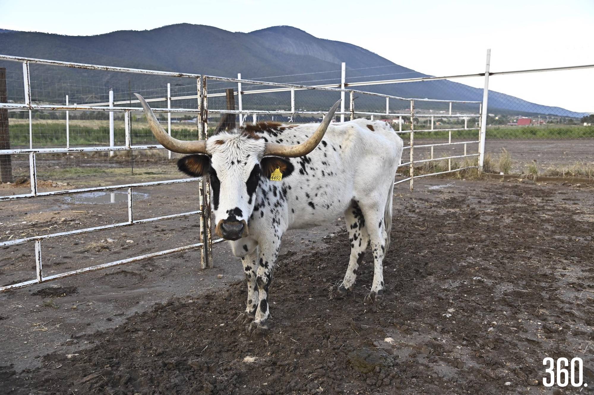La vaca longhorn, una de las anfitrionas de la granja interactiva, conecta a los visitantes con la vida rural de forma respetuosa. $!La vaca longhorn, una de las anfitrionas de la granja interactiva, conecta a los visitantes con la vida rural de forma respetuosa.