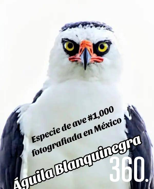 Daniel Garza Tobón logró fotografiar la especie mil de aves de México. $!Daniel Garza Tobón logró fotografiar la especie mil de aves de México.