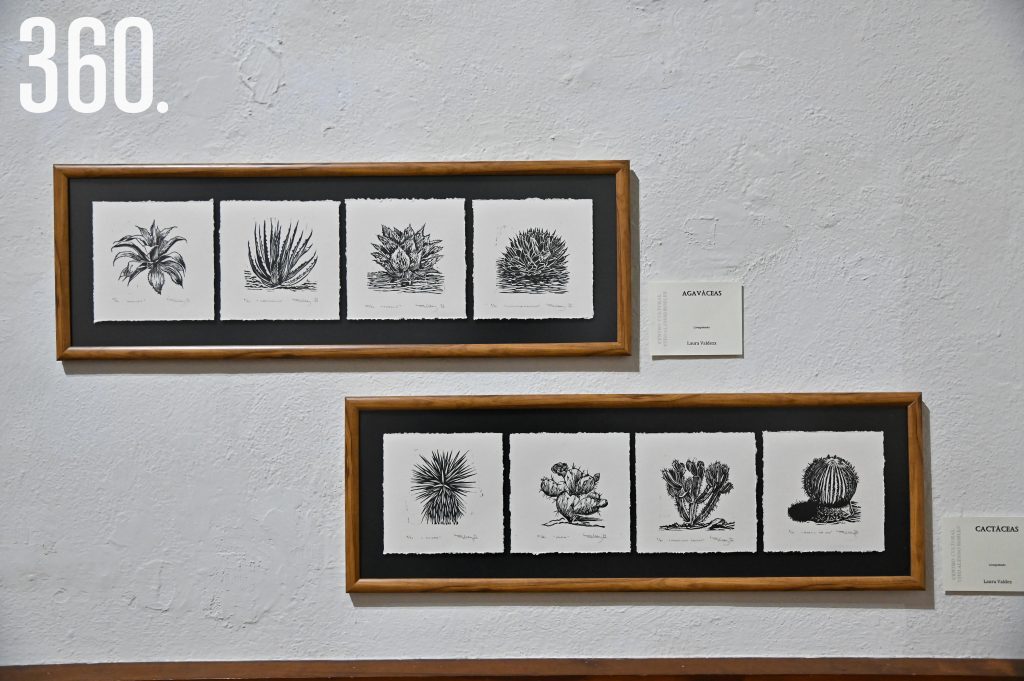 $!De arriba a abajo: Agaváceas y Cactáceas.