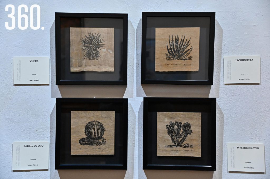 $!De izquierda a derecha, arriba a abajo: Yucca, Lechuguilla, Barril de oro y Myrtillocactus.