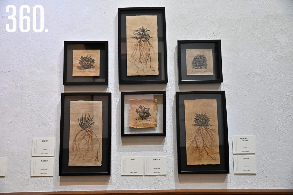 $!También explora la diversidad de la flora en el desierto.