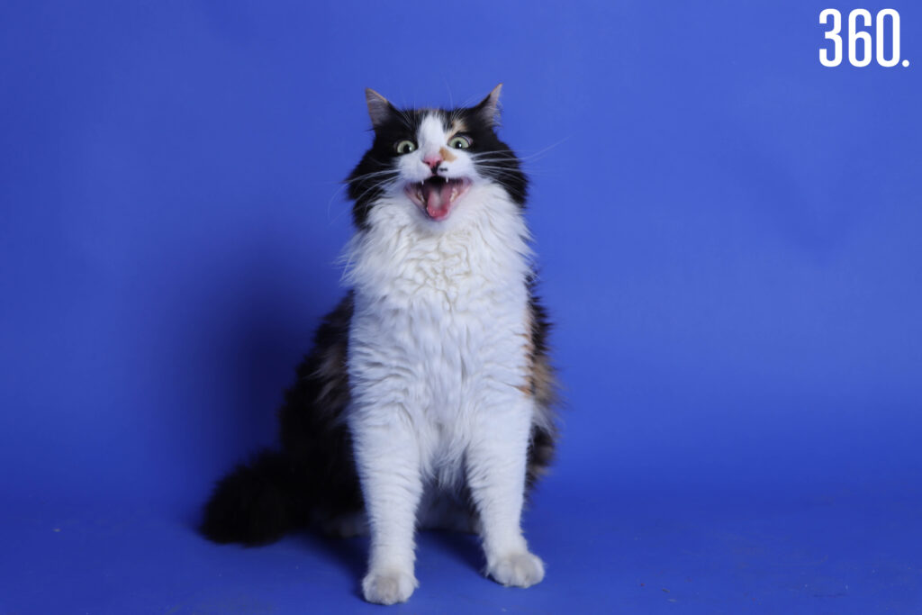 $!¡FELIZ DÍA A TODOS LOS GATITOS!