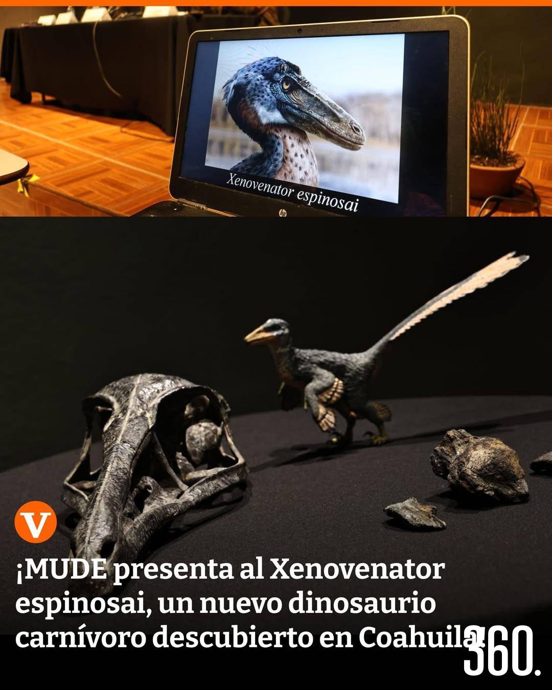 $!Xenovenator espinosai.