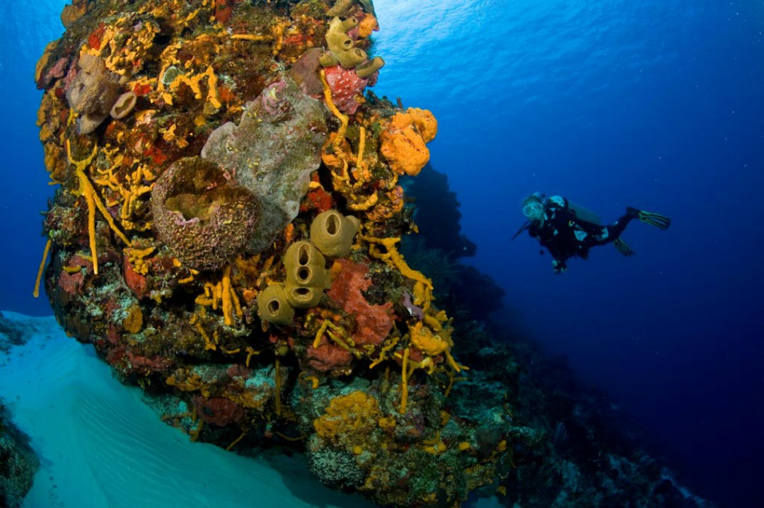 $!COZUMEL PODRÍA PERDER SUS ARRECIFES