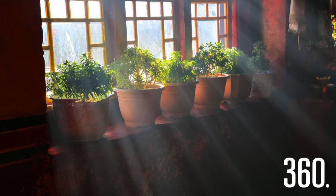 Agrupar las macetas junto a una pared o bajo techo ayuda a proteger las plantas de las bajas temperaturas y reducir su exposición al frío.