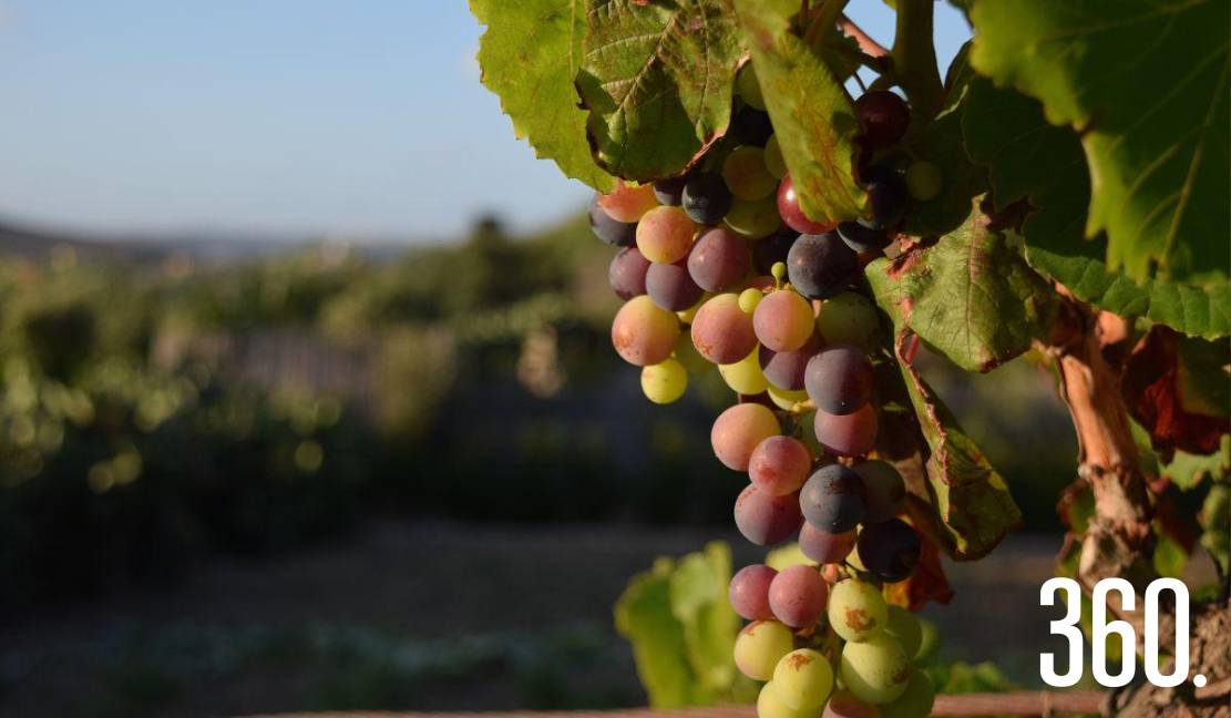 El envero marca el inicio de la transformación de la uva: un cambio de color, aromas y sabores que anticipa la llegada del vino nuevo.