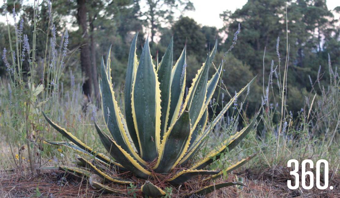 Del maguey nació el tequila, bebida emblemática que mezcla historia, tradición y el espíritu de México.