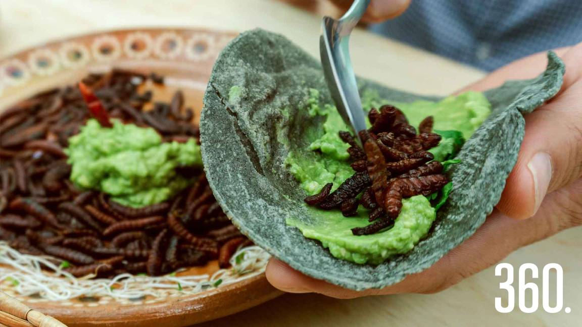 INSECTOS COMESTIBLES