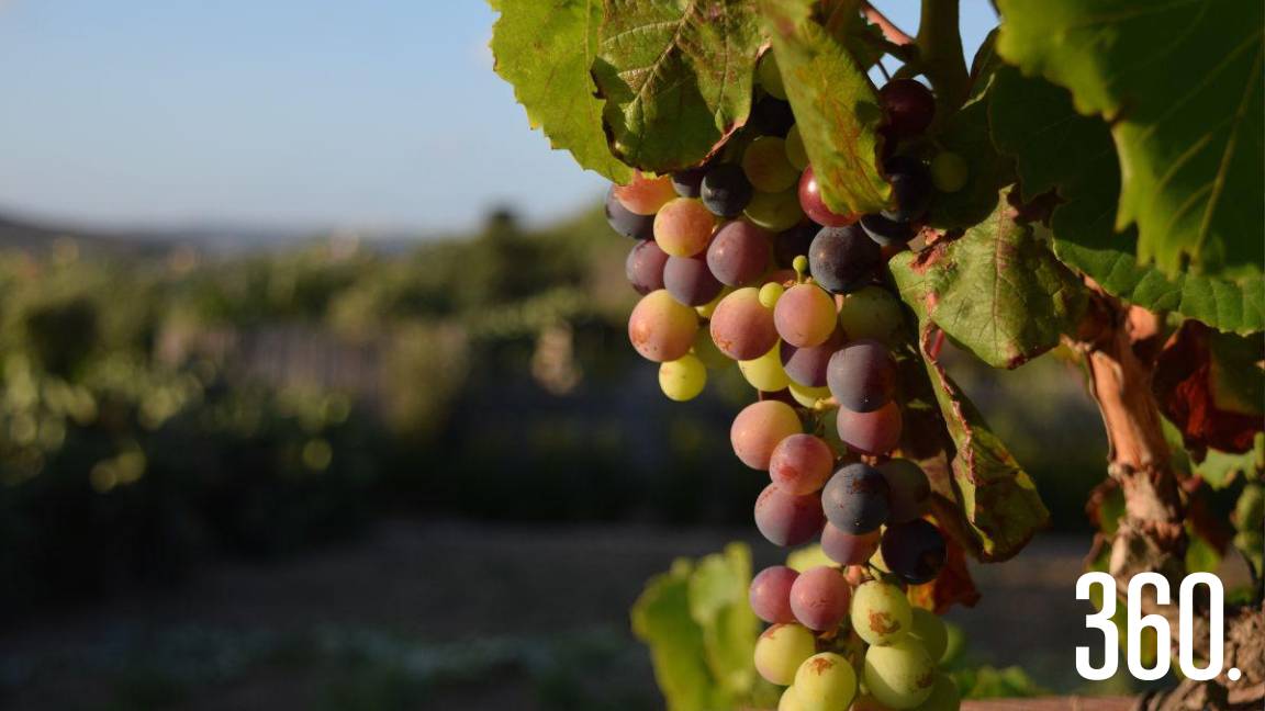 LAS UVAS ESTÁN LISTAS PARA CONVERTIRSE EN VINO