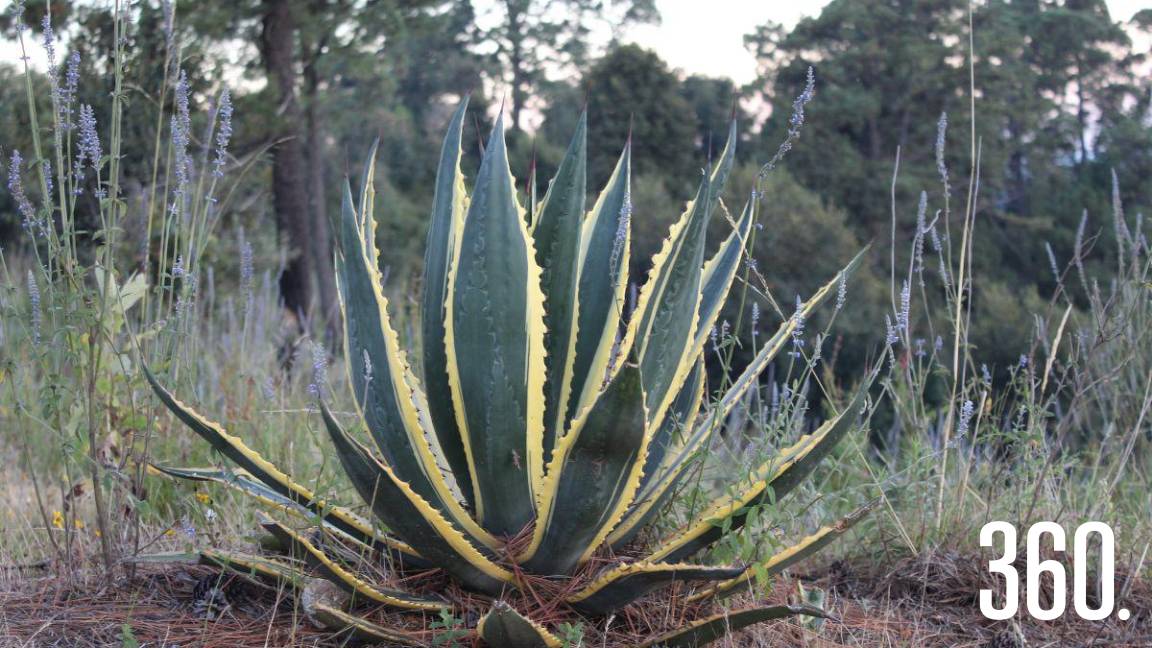 MAGUEY: ÁRBOL DE LAS MARAVILLAS