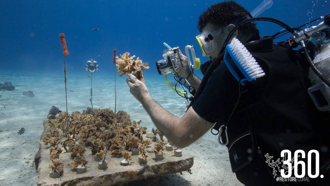 COZUMEL PODRÍA PERDER SUS ARRECIFES