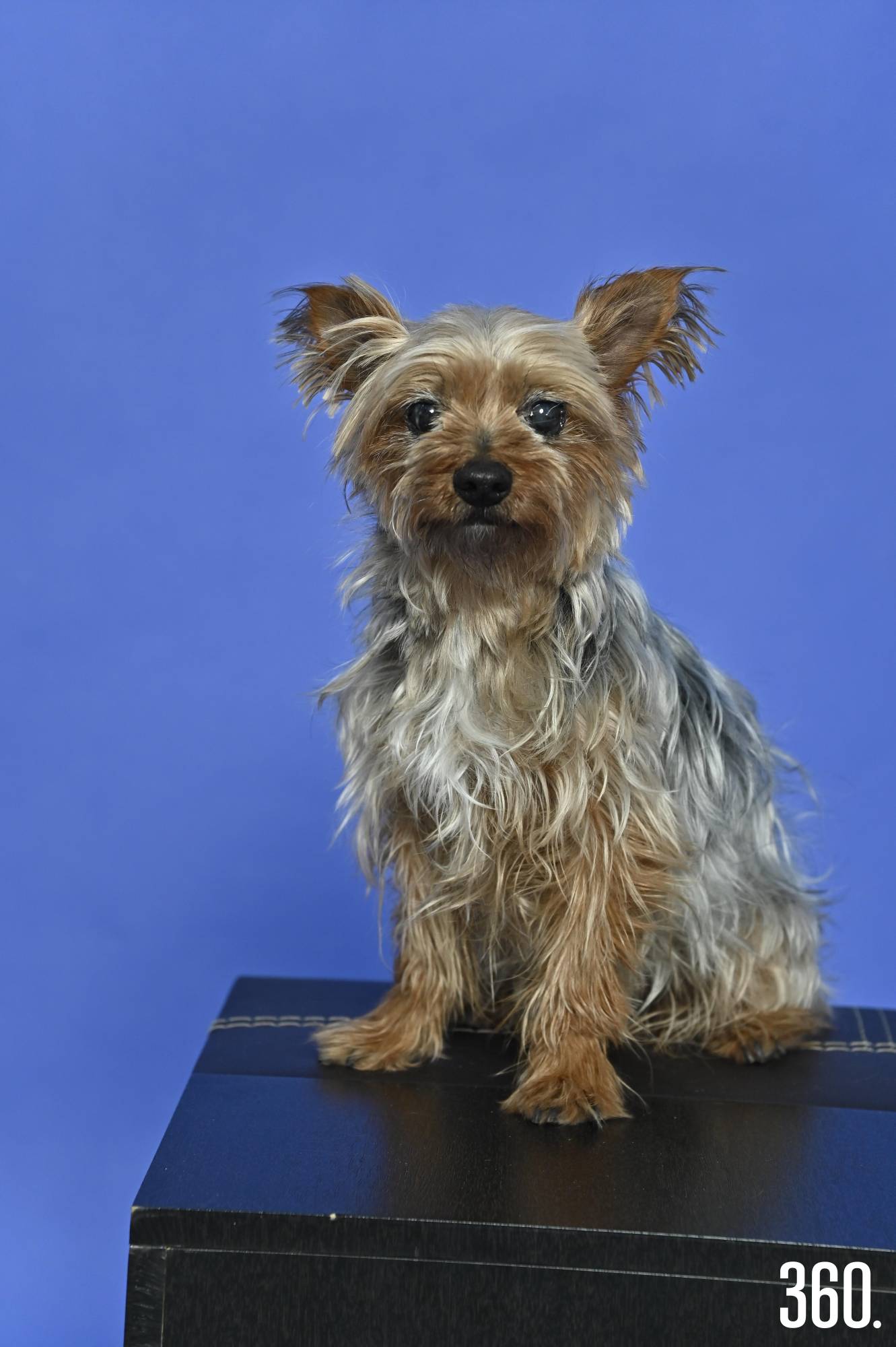 $!Bola, la perrita que inspiró el proyecto.