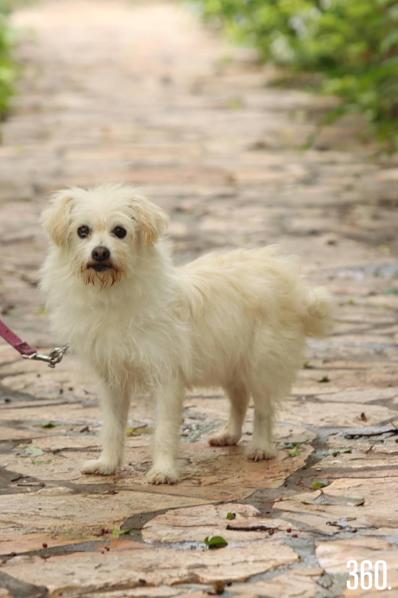 $!Cassie, la perrita terapeuta que abraza corazones.