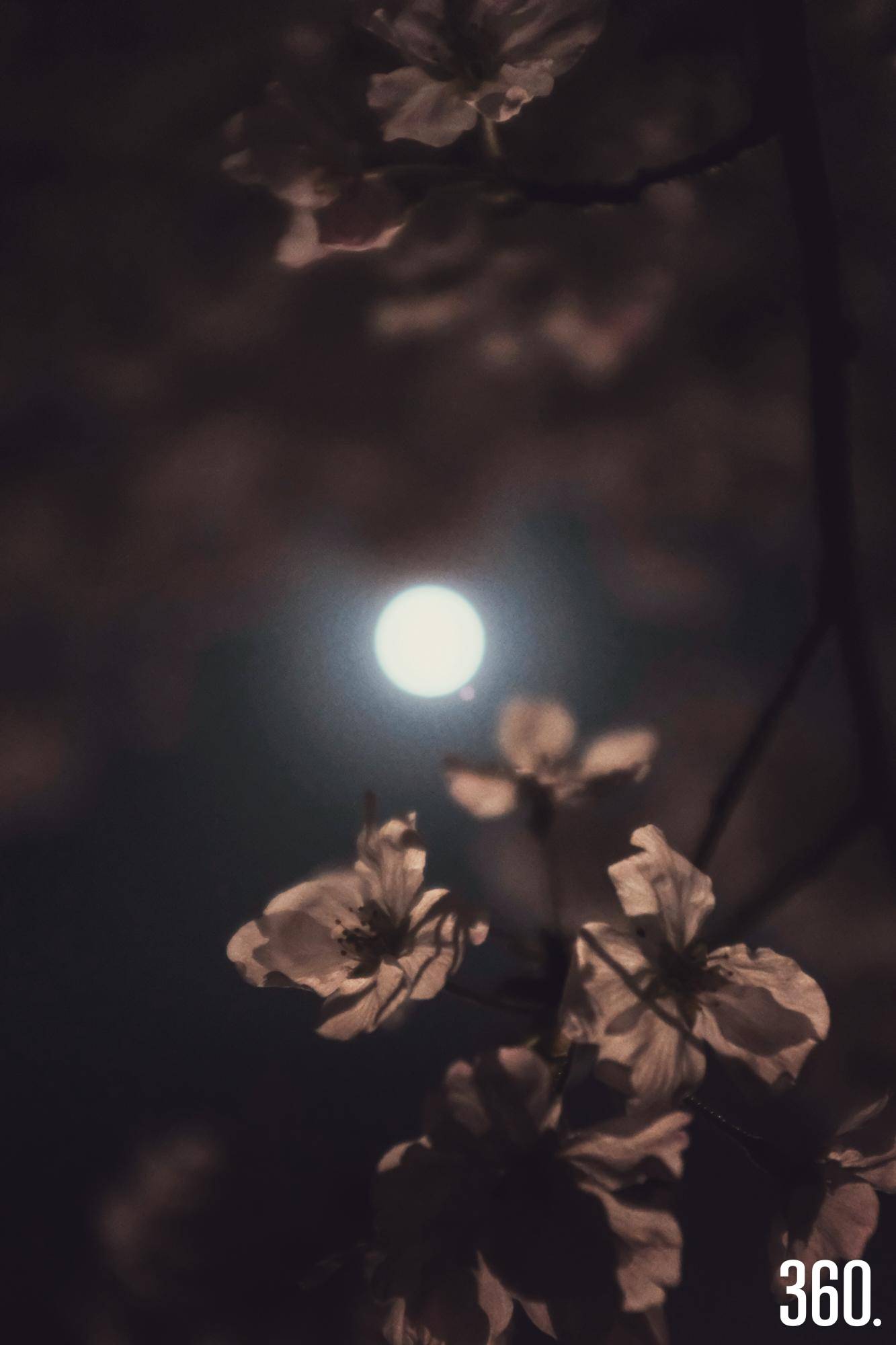 $!¿Quieres ver la luna de flores? Aquí te damos todos los detalles