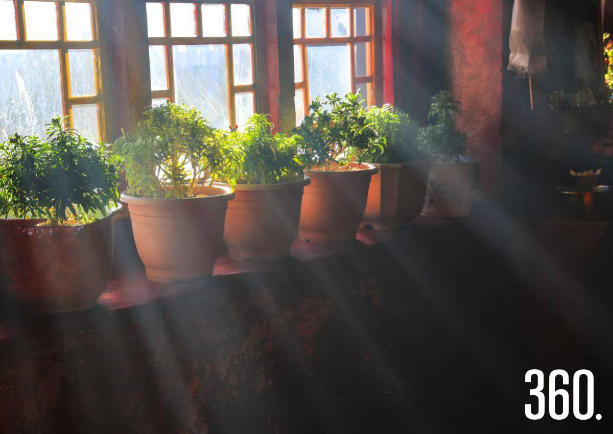 PROTEGE TUS PLANTAS DEL FRÍO
