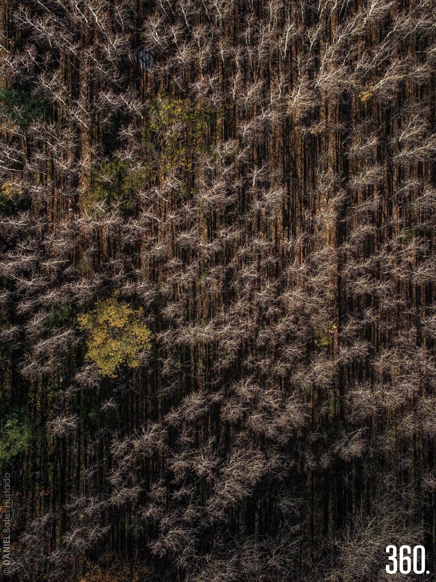 $!Bosque de Álamos 2, imagen con la que Daniel Bates Hurtado obtuvo el segundo lugar nacional en Visión Forestal 2025.