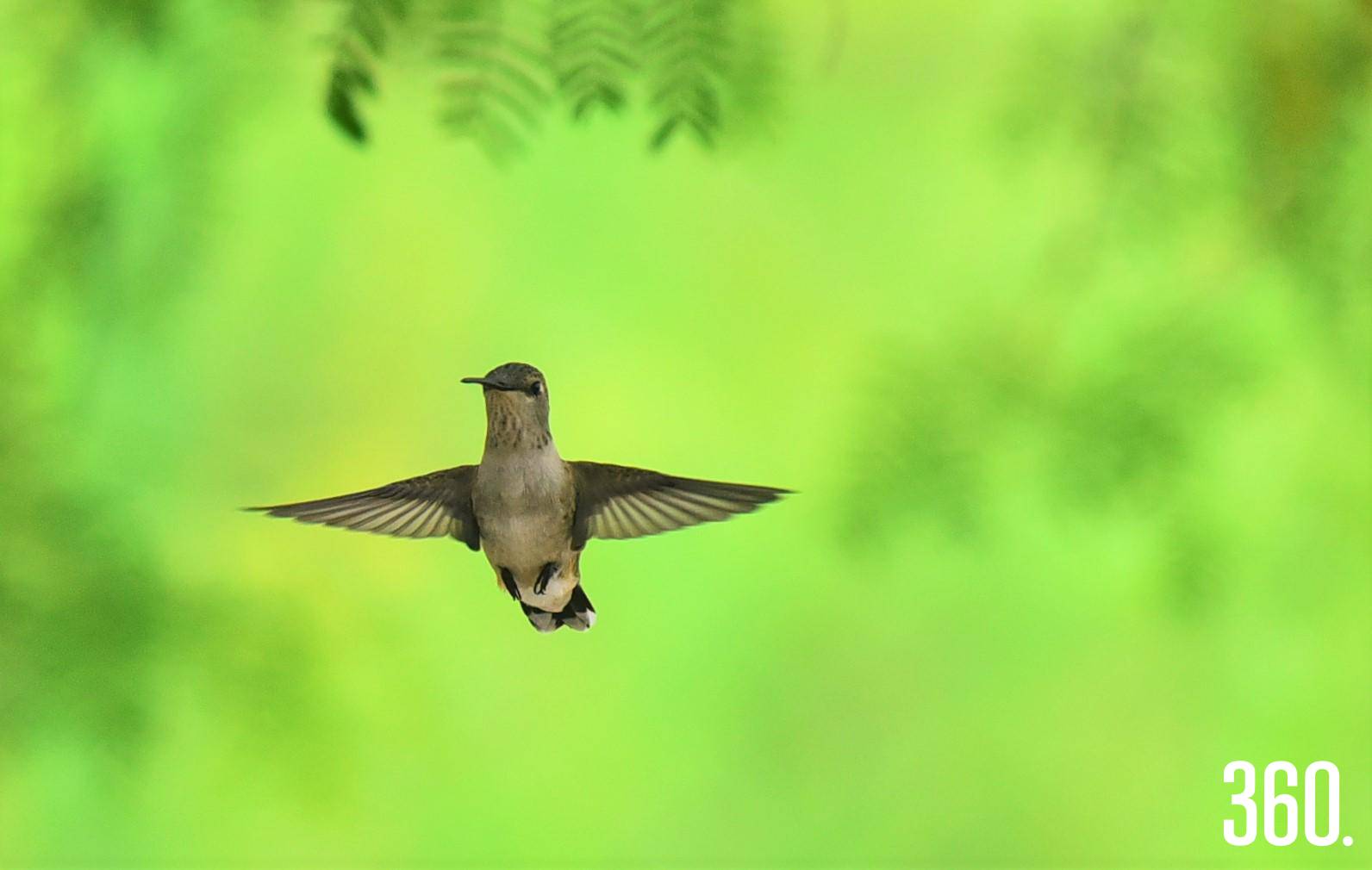 $!Aves de distintos tamaños y colores sobrevuelan Saltillo, revelando la riqueza natural que convive con la ciudad.