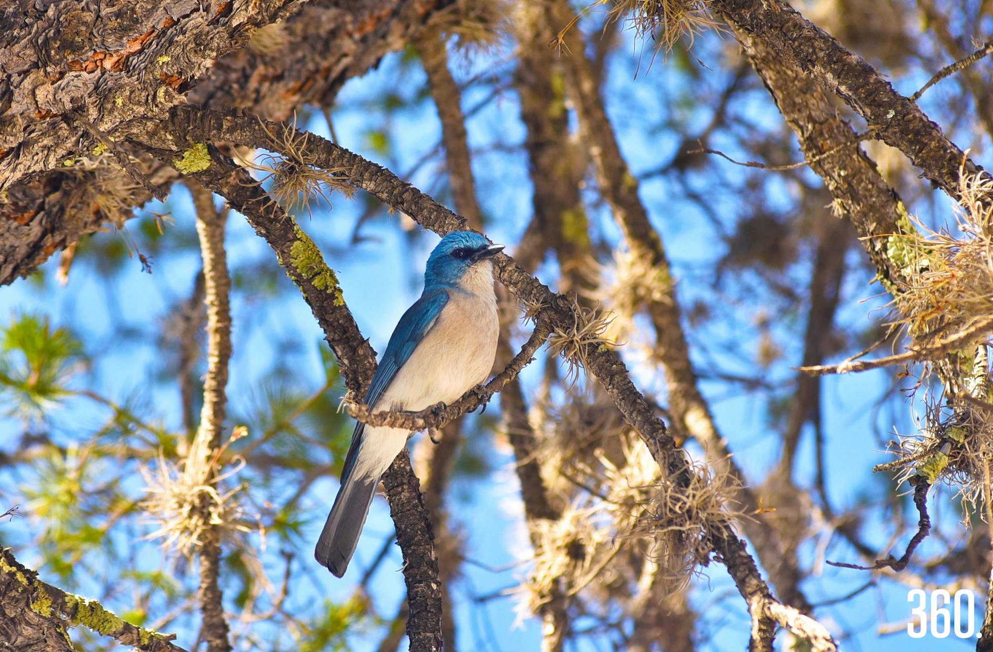 $!La diversidad de aves revela la riqueza natural de Saltillo.
