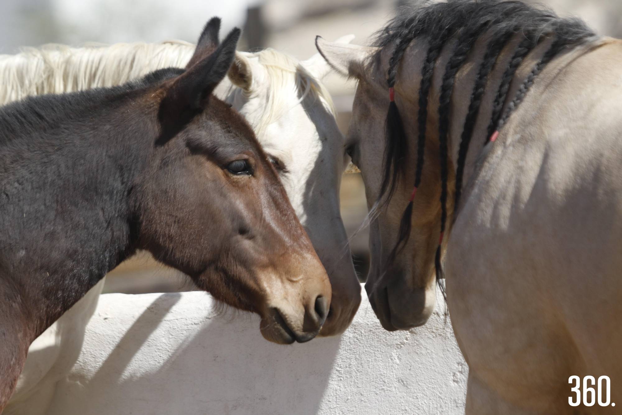 $!La presencia de los caballos permite observar reacciones que no siempre se expresan con palabras.