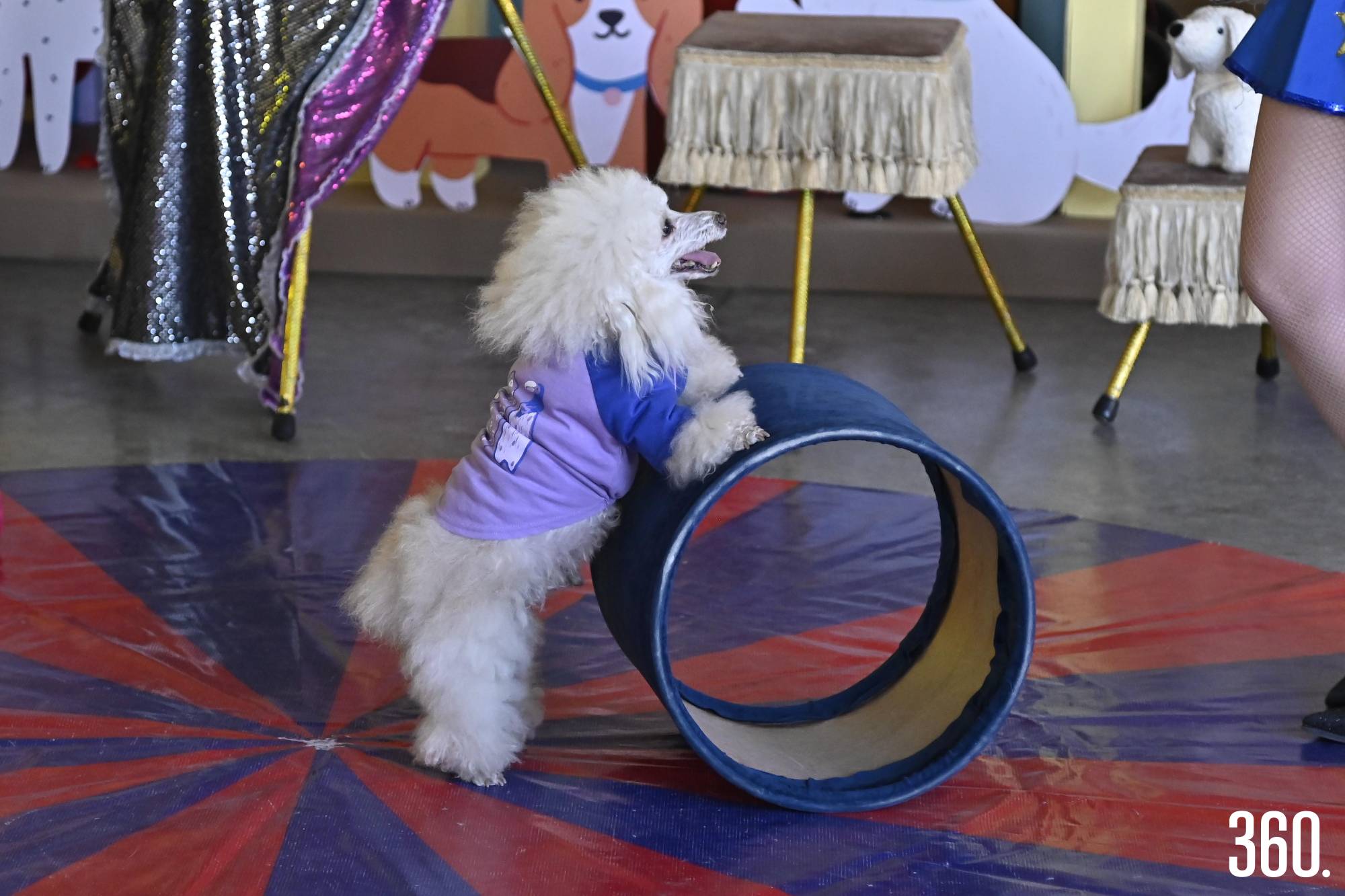 $!Kalinka y sus perritos conquistaron la fiesta.