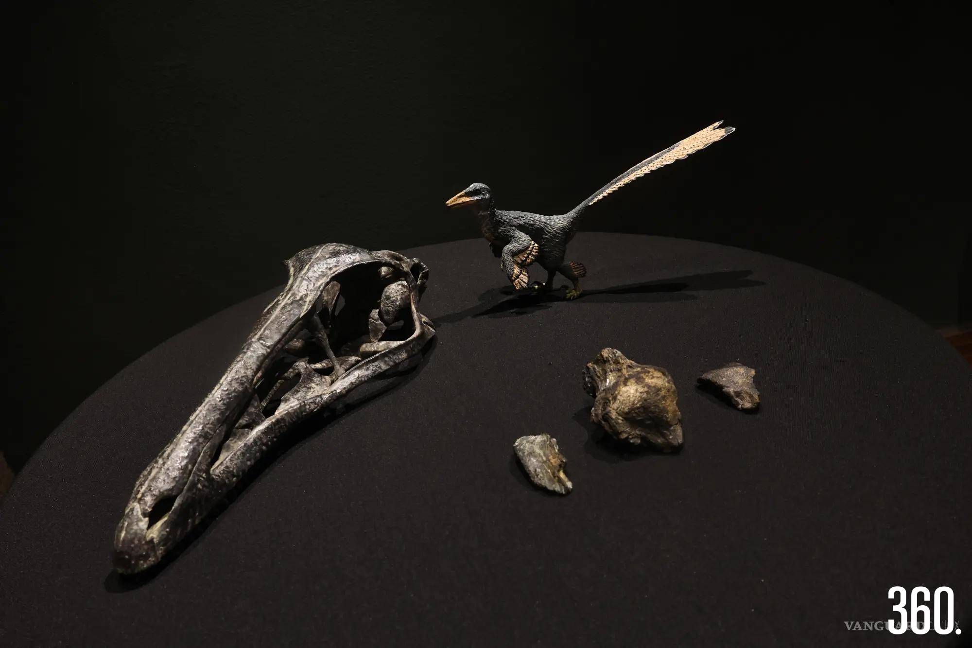 $!2026 - Xenovenator espinosai.