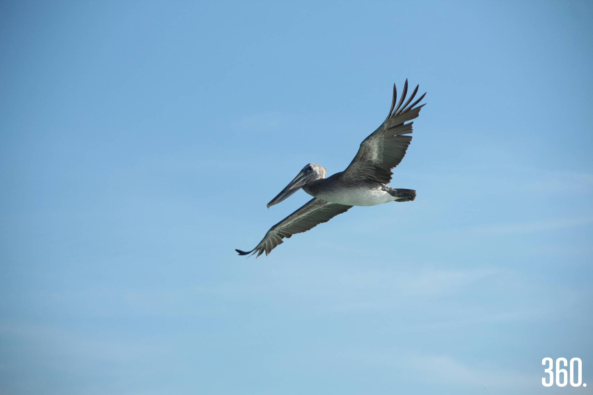 $!Entre plazas y sierras, el vuelo de las aves dibuja un paisaje vivo que conecta el cielo con la tierra en Saltillo.