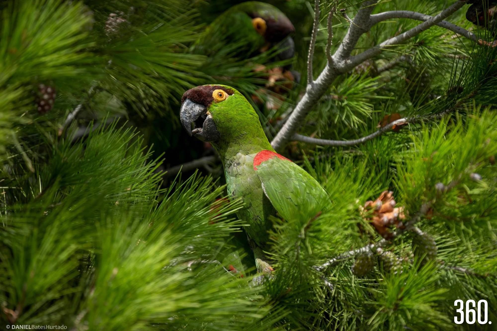 $!Una cotorra serrana entre el follaje. Daniel Bates Hurtado captura el instante con paciencia y respeto por el ritmo del bosque.