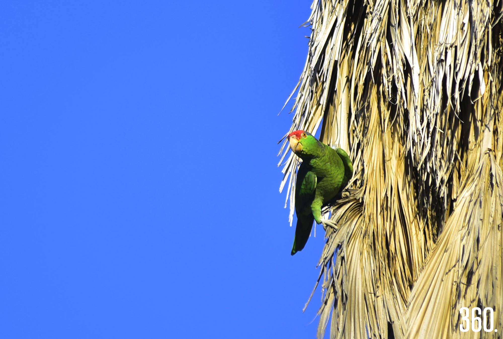 $!Tamaños y colores distintos conviven en el cielo del semidesierto.
