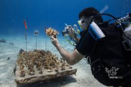 COZUMEL PODRÍA PERDER SUS ARRECIFES