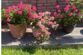 Entre geranios y luz de hogar, florecen los recuerdos que permanecen.