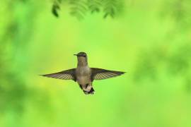 Aves de distintos tamaños y colores sobrevuelan Saltillo, revelando la riqueza natural que convive con la ciudad.