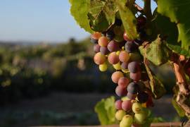El envero marca el inicio de la transformación de la uva: un cambio de color, aromas y sabores que anticipa la llegada del vino nuevo.