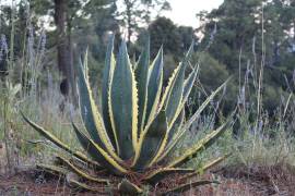 Del maguey nació el tequila, bebida emblemática que mezcla historia, tradición y el espíritu de México.