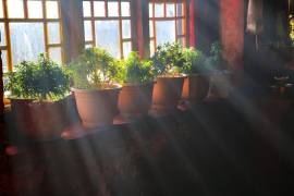 Agrupar las macetas junto a una pared o bajo techo ayuda a proteger las plantas de las bajas temperaturas y reducir su exposición al frío.