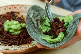 INSECTOS COMESTIBLES