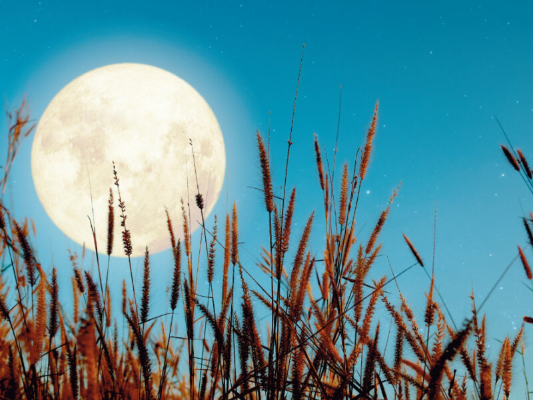 Conoce más de la luna de gusano