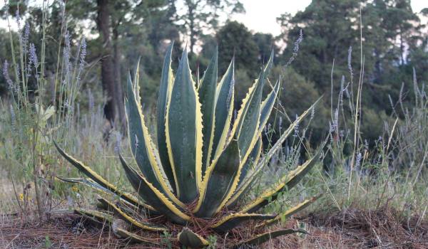 Del maguey nació el tequila, bebida emblemática que mezcla historia, tradición y el espíritu de México.