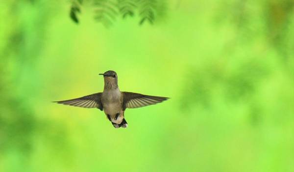 Aves de distintos tamaños y colores sobrevuelan Saltillo, revelando la riqueza natural que convive con la ciudad.