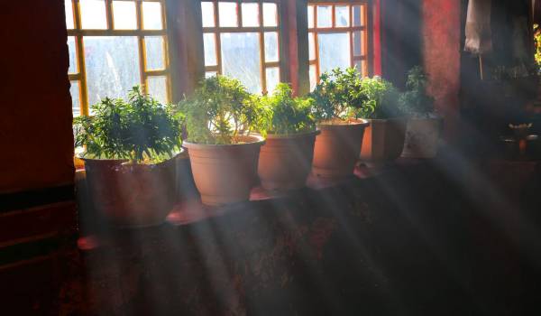 Agrupar las macetas junto a una pared o bajo techo ayuda a proteger las plantas de las bajas temperaturas y reducir su exposición al frío.