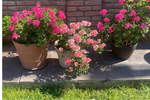 Entre geranios y luz de hogar, florecen los recuerdos que permanecen.