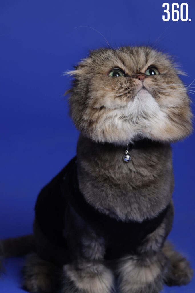 $!¡FELIZ DÍA A TODOS LOS GATITOS!