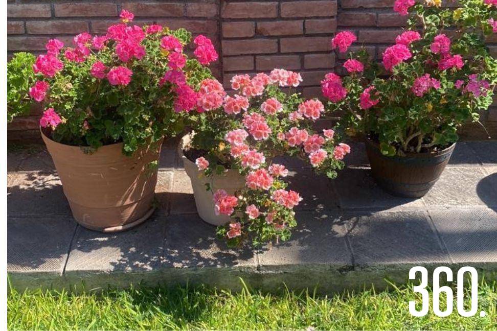 Entre geranios y luz de hogar, florecen los recuerdos que permanecen.