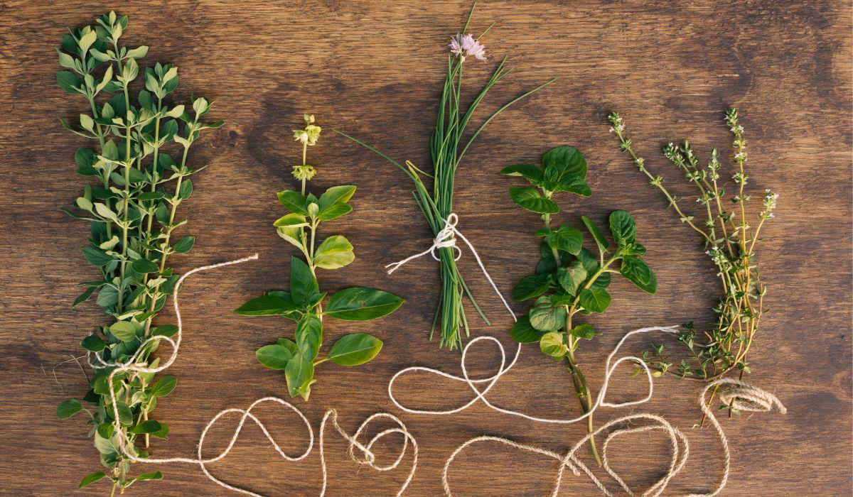Entre flores y versos, Shakespeare tejió un jardín simbólico: la mandrágora, la cicuta y la rosa no solo adornan sus obras, sino que revelan pasiones, traiciones y destinos.
