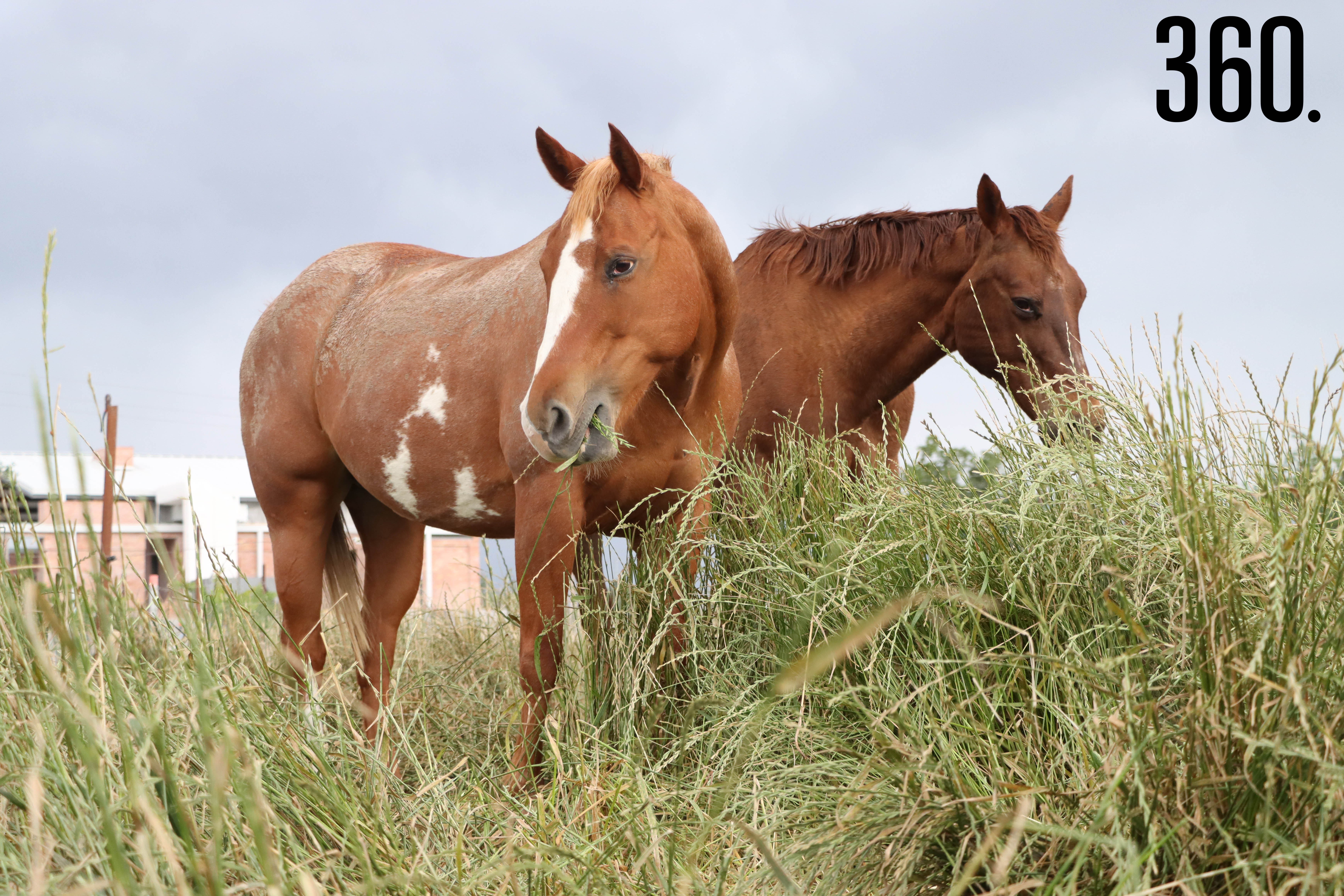 La equinoconsciencia es una terapia en la cual los caballos reaccionan a la energía de los sentimientos.